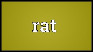 Rat Meaning [upl. by Elegna]