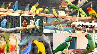 Raw parrot and Ringneck Breeding setup  Taking parrot  Kashmiri parrot  Open parrot flay farm [upl. by Rosemari15]