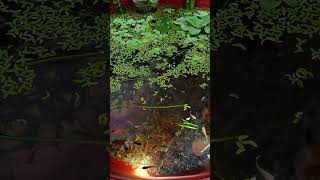 Indoor fish tank ।reels aquriamfish guppyfish indoorplants plantedaquarium ytshorts guppy [upl. by Ocirne]