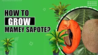 How to grow Mamey Sapote  Mamey Sapote Magana Tree in Home Garden [upl. by Eimat]