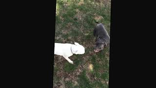 Staffordshire Bull Terrier vs Miniature Bull Terrier [upl. by Pollock]