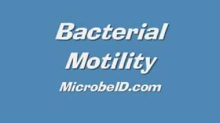 Bacteria Motility [upl. by Aym]