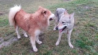 Who will win Czechoslovakian Wolfdog Vs Akita [upl. by Dnaloy311]