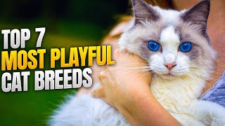 Top 7 Most Playful Cat Breeds [upl. by Christiane991]