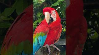 All the colours of the rainbow in one adorable macaw [upl. by Jeremie549]