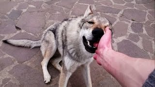 Adorable czechoslovakian wolfdog loves nibbling hands [upl. by Sigismund]