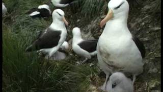 Albatrosses on Bird Island [upl. by Dragone62]