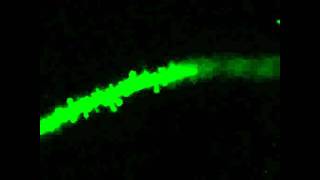 Retroviral labeling of dendritic spines in vivo [upl. by Fanchan451]