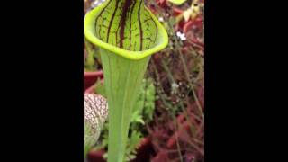 Sarracenia Flava in Action [upl. by Nev]