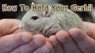 How To Hold A Gerbil [upl. by Landers130]