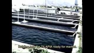 002 INTENSIVE TILAPIA FARMING  Coachella Valley Cal USA [upl. by Mamie]