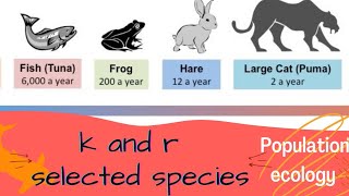 r amp K SELECTION  r amp K SELECTED SPECIES [upl. by Aikkin946]