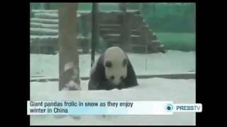 Panda Purzelbaum und Winterfreude in China [upl. by Lua]