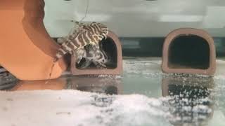 L134 leopard forg pleco breeding trap attempt [upl. by Malchus]