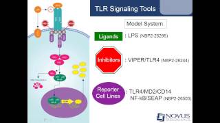 Activating and Inhibiting Toll like Receptor Signaling Pathways [upl. by Auoz513]