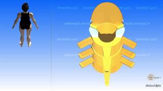 The thoracic vertebra and the mobility of the thoracic region [upl. by Initirb264]