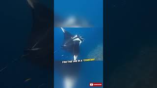 Did you know that Manta Rays are one of the biggest fish in world [upl. by Warchaw]