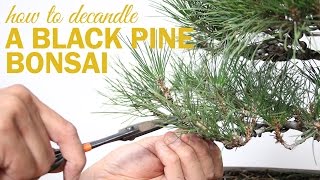 How to Prune and Decandle your Black Pine Bonsai [upl. by Meehan]