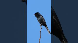 Forktailed drongo bird call [upl. by Marcellina532]