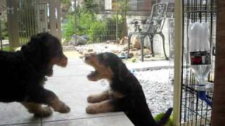 Airedale Terrier Puppies [upl. by Sherourd]