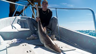 SHARKED Offshore Platform Fishing [upl. by Pfeffer]