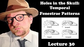 Lecture 30 Holes in the Skull Temporal Fenestrae Patterns [upl. by Tull]