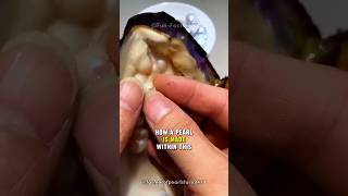 How Do Oysters Make Pearls shorts animals animalfacts [upl. by Atiran]