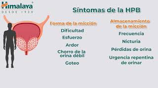 Enfrente el desafío de la Hiperplasia Prostática Benigna con Himplasia Himalaya Salud Humana [upl. by Wang]