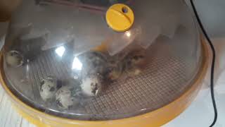 Hatching Your Coturnix Quail Eggs  Day 17 to 19 of Incubating Your Quail Eggs [upl. by Nalyad]