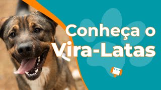 Cachorro viralata ou SRD  O cão mais amado do Brasil [upl. by Ap590]