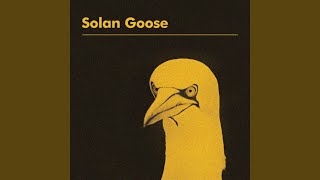 Solan Goose [upl. by Eiramanin371]