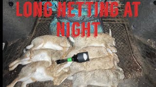 Long netting rabbits at night [upl. by Mandell707]