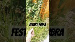 El Lombricero  Prado Tour 10 Festuca Roja 🌾 Reina de la Sombra shorts ellombricero pradotour [upl. by Pet811]