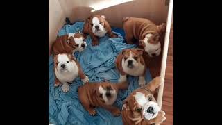 English bulldog puppies for sale in texas CALL or TEXT 1 321 872 8502 [upl. by Norrat]