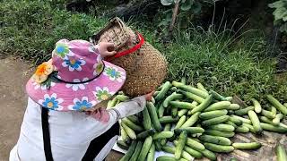 Collecting plastic bottlespicking watermelons to create a source of incomelythienca [upl. by Kelcey]