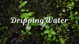 Drip Drip Drip 10 Hours of Relaxing Water Sounds [upl. by Buchalter]