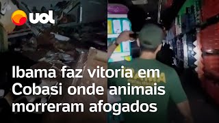 Ibama faz vistoria em Cobasi onde animais morreram afogados em Porto Alegre veja vídeo [upl. by Swagerty331]