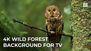 4K Forest amp Wild Sounds  4K Forest Relaxation Film  Forest Wildlife Animals ScreenSaver [upl. by Sherilyn466]