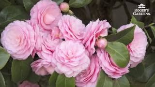 Gardening 101 Series  How to Plant amp Maintain a Camellia [upl. by Dlorah]