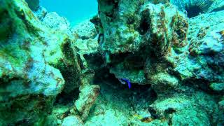 Bluestreak Cleaner Wrasse Dance  Keauhou Big Island [upl. by Gorman]