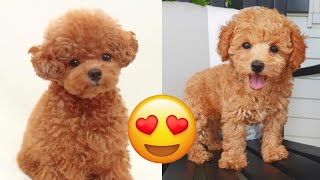 Toy Poodle — Cute And Funny Videos And Tik Toks Compilation  Teacup Poodle [upl. by Baelbeer]