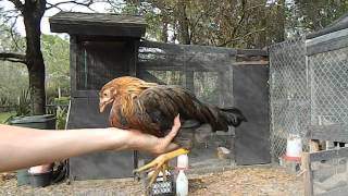 How to tell a hen from a rooster with 2 month old chicks chickens [upl. by Nanda969]