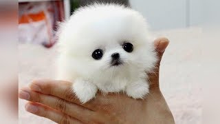 The SMALLEST DOG BREEDS in the World [upl. by Lilyan]