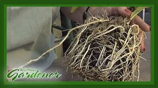 Root Cuttings  Volunteer Gardener [upl. by Strage]