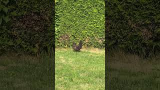 Chicken escapes from home shorts chicken beautiful trending [upl. by Gnanmas133]