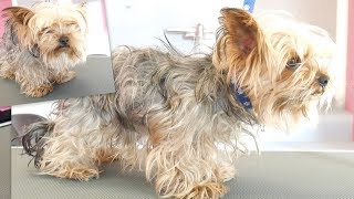 PetGroooming  Yorkie Transformation of the Month Grooming Yorkshire Terrier [upl. by Roz]