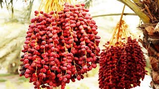 Awesome Dates Palm Cultivation in desert  Dates Palm Farm and Harvest  Dates Processing Factory [upl. by Llenrup741]