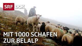 Die Schaftreiber vom Wallis  Kopf und Kragen für 1000 Schafe  Doku  SRF Dok [upl. by Llertrac]