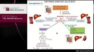 Métabolisme des glucides glycolyse Université Paris Descartes [upl. by Lemon]