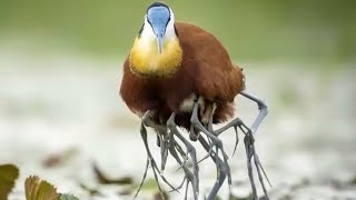 Walking on Water  The Fascinating Life of Jacana Birds ❤️ ❤️ shorts heartwarming wildlife birds [upl. by Azilanna]